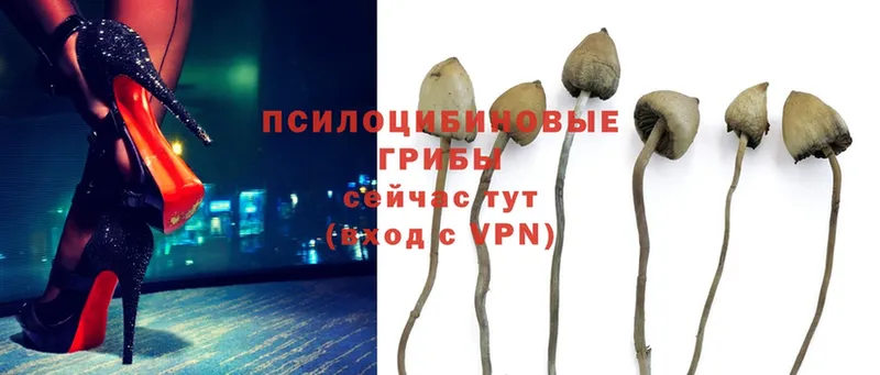 Псилоцибиновые грибы Magic Shrooms  Химки 